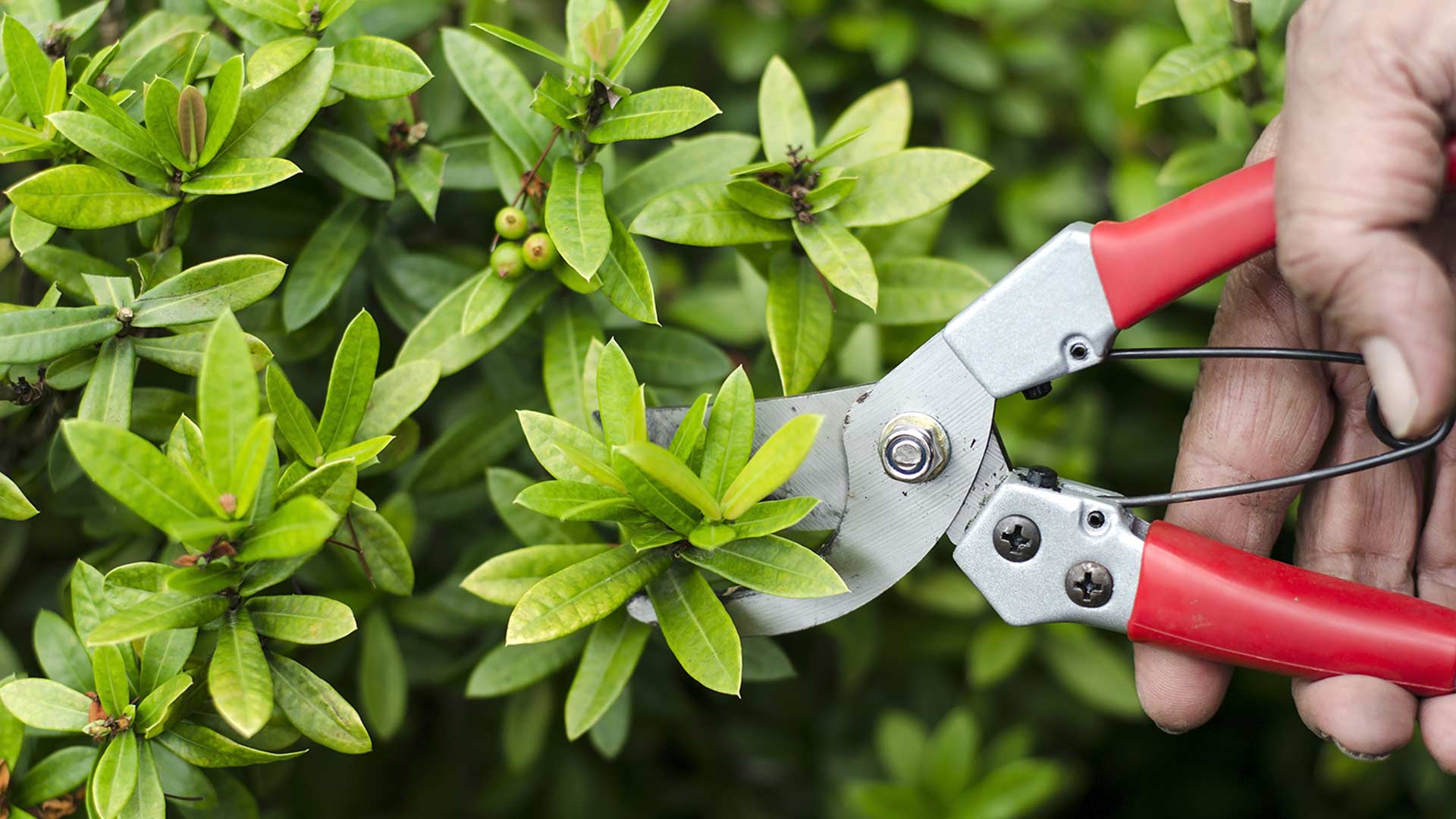 ProCare Lawn Maintenance employee pruning a plant in Plant City