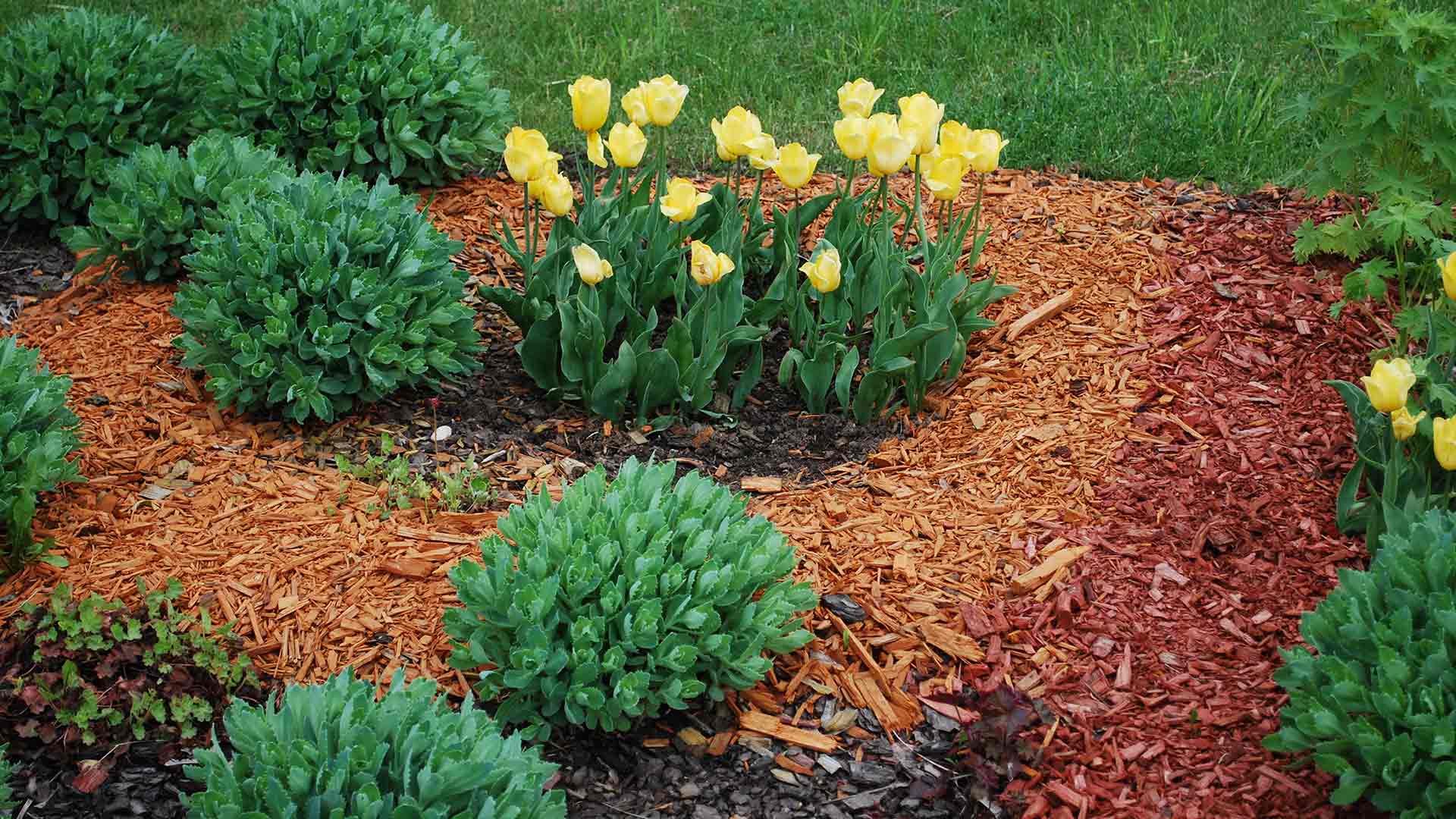 Creative mulch installation featuring three different colors of mulch for a Lakeland homeowner.