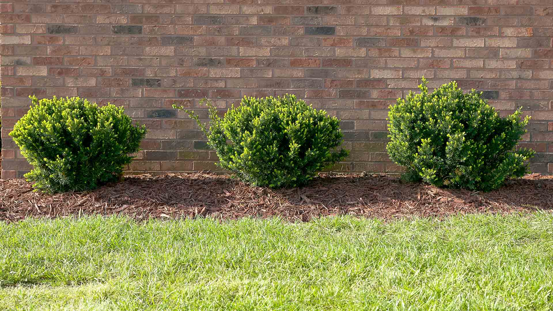 Backyard of ProCare Lawn Maintenance customer located in Lakeland, with new mulch installed.