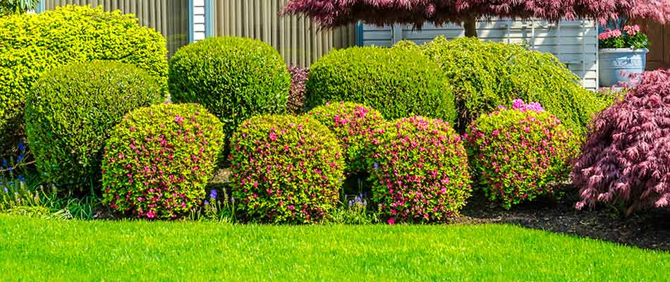 Expertly trimmed and pruned shrubs in the front yard of a Lakeland, FL home.