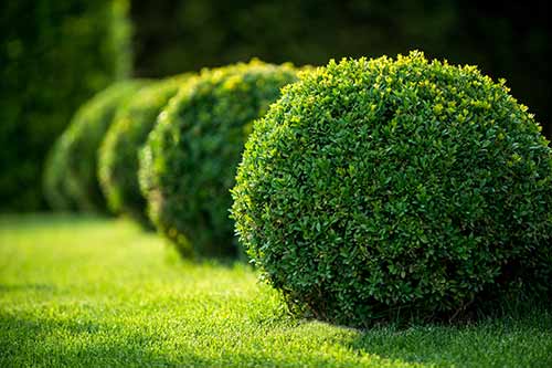 Perfectly rounded trimmed and pruned shrubs in the front yard of a Lakeland, FL home.